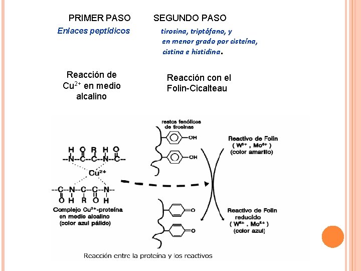 PRIMER PASO Enlaces peptídicos Reacción de Cu 2+ en medio alcalino SEGUNDO PASO tirosina,