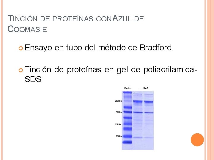 TINCIÓN DE PROTEÍNAS CON AZUL DE COOMASIE Ensayo en tubo del método de Bradford.