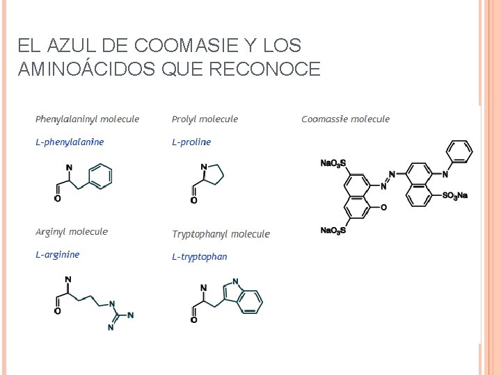 EL AZUL DE COOMASIE Y LOS AMINOÁCIDOS QUE RECONOCE 