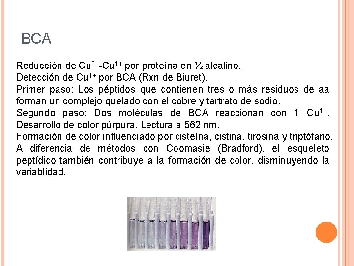 BCA Reducción de Cu 2+-Cu 1+ por proteína en ½ alcalino. Detección de Cu