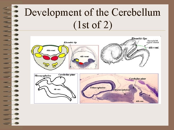 Development of the Cerebellum (1 st of 2) 