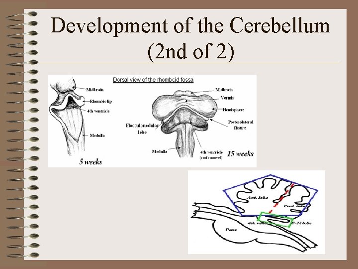 Development of the Cerebellum (2 nd of 2) 
