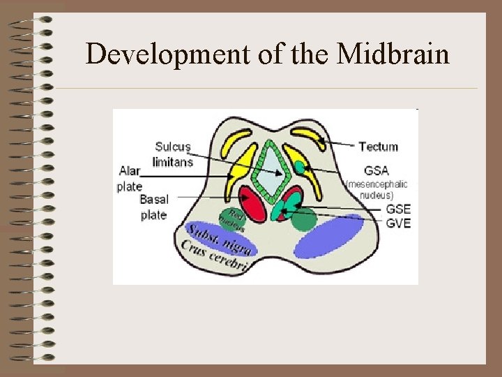 Development of the Midbrain 