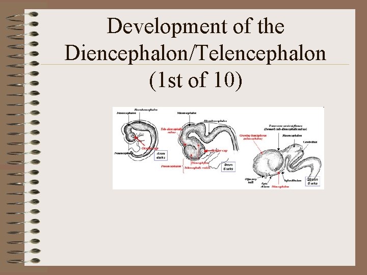 Development of the Diencephalon/Telencephalon (1 st of 10) 