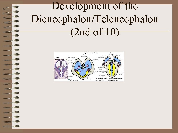 Development of the Diencephalon/Telencephalon (2 nd of 10) 