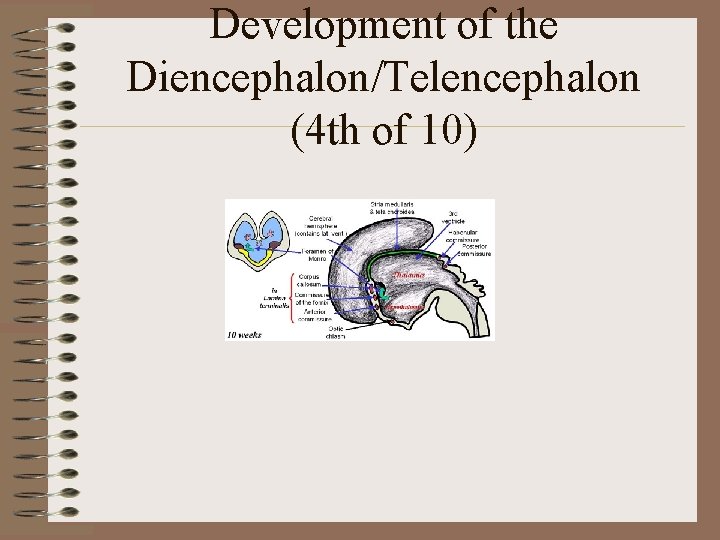 Development of the Diencephalon/Telencephalon (4 th of 10) 