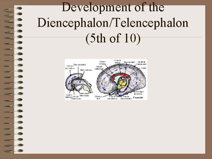 Development of the Diencephalon/Telencephalon (5 th of 10) 
