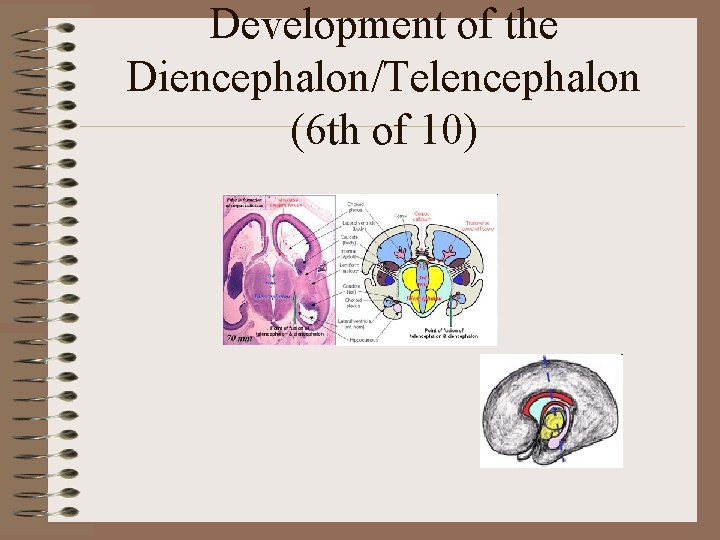 Development of the Diencephalon/Telencephalon (6 th of 10) 