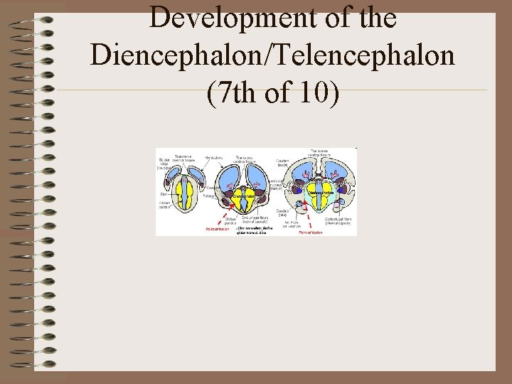 Development of the Diencephalon/Telencephalon (7 th of 10) 