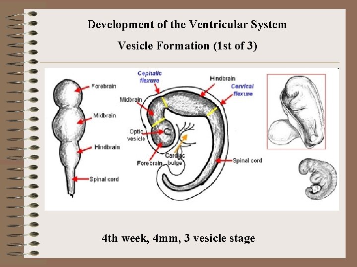 Development of the Ventricular System Vesicle Formation (1 st of 3) 4 th week,