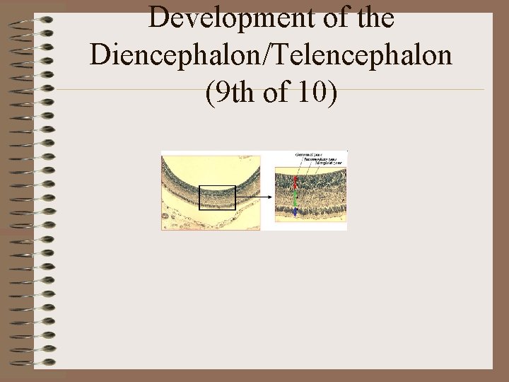 Development of the Diencephalon/Telencephalon (9 th of 10) 