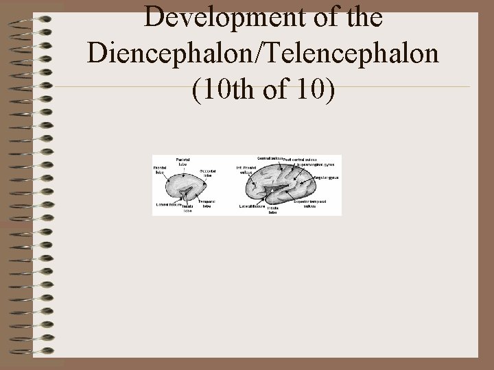 Development of the Diencephalon/Telencephalon (10 th of 10) 