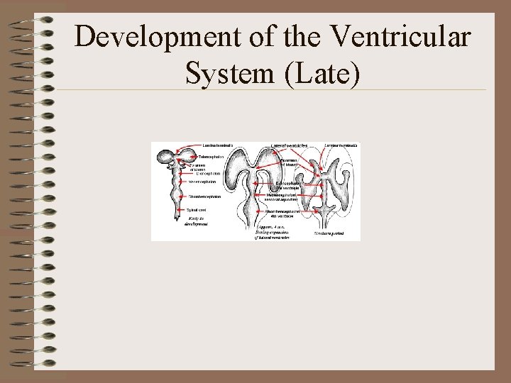 Development of the Ventricular System (Late) 