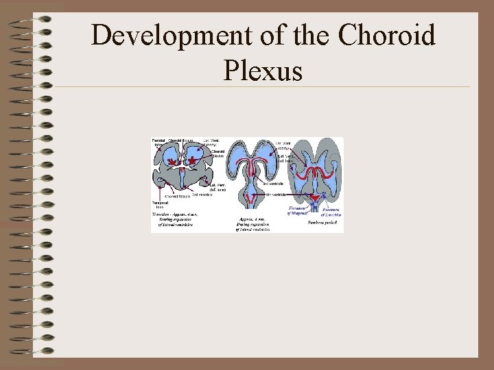 Development of the Choroid Plexus 
