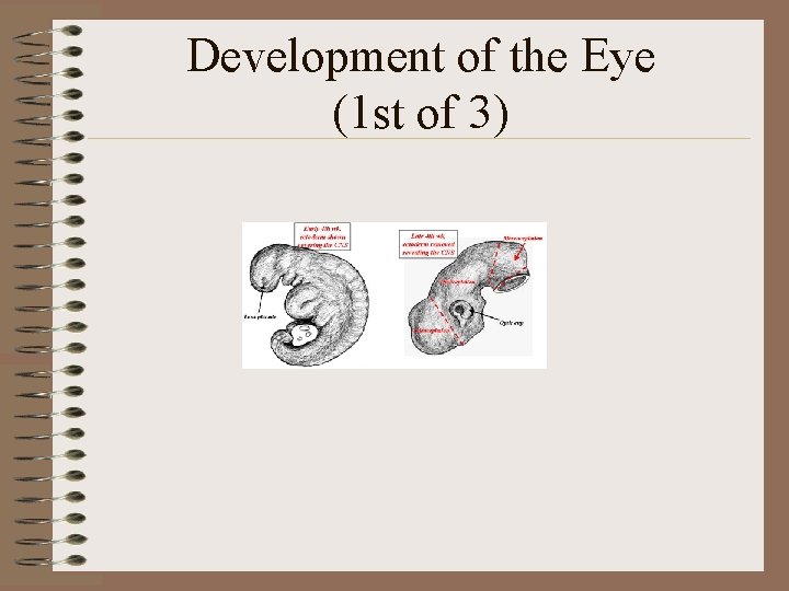 Development of the Eye (1 st of 3) 