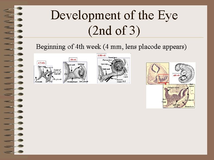 Development of the Eye (2 nd of 3) Beginning of 4 th week (4