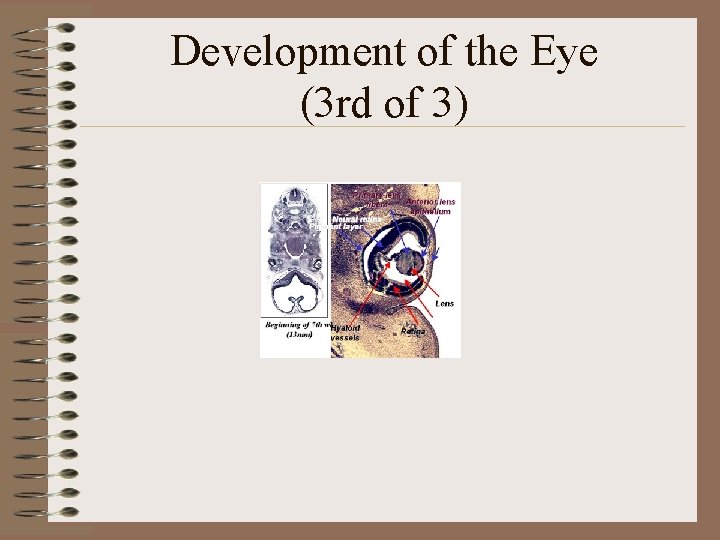 Development of the Eye (3 rd of 3) 