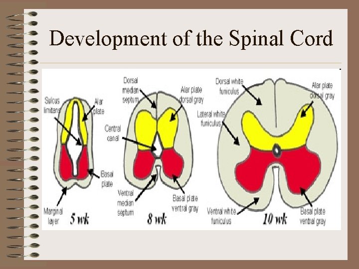 Development of the Spinal Cord 