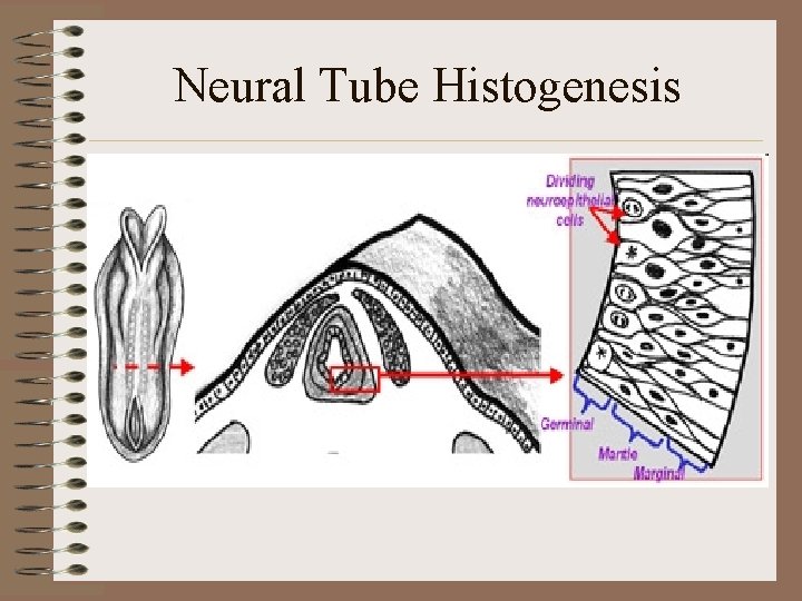 Neural Tube Histogenesis 