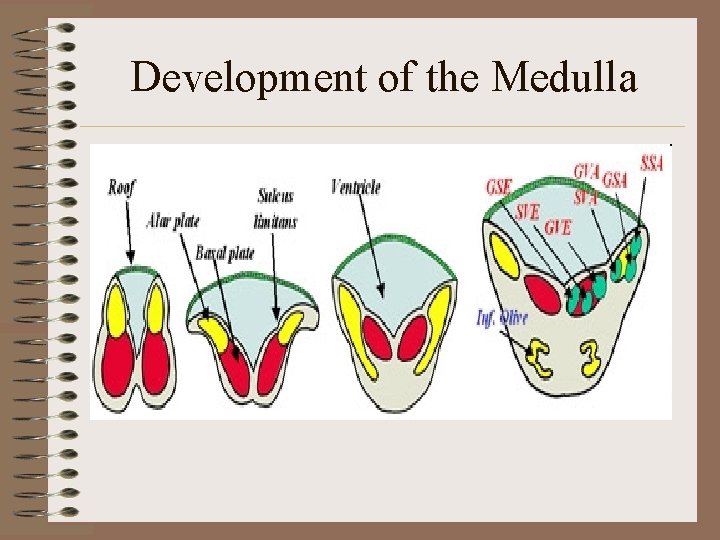 Development of the Medulla 