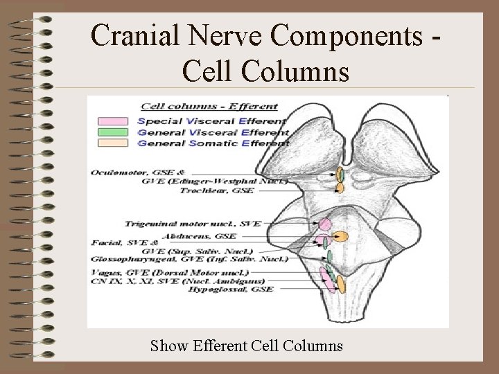 Cranial Nerve Components Cell Columns Show Efferent Cell Columns 