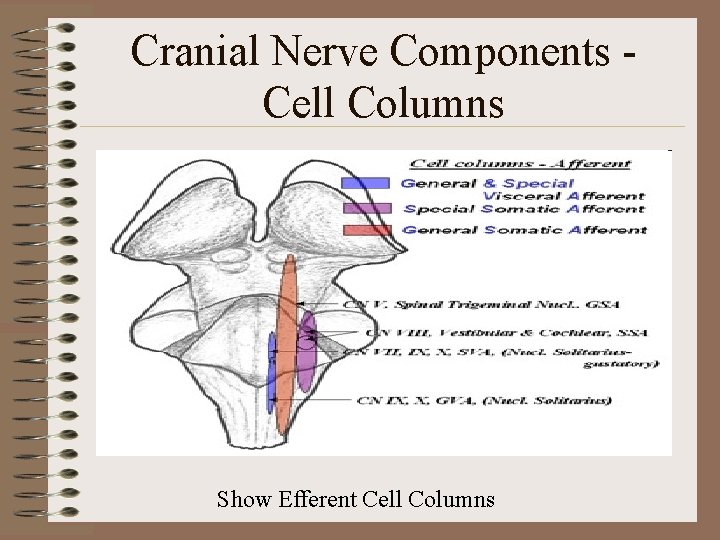 Cranial Nerve Components Cell Columns Show Efferent Cell Columns 