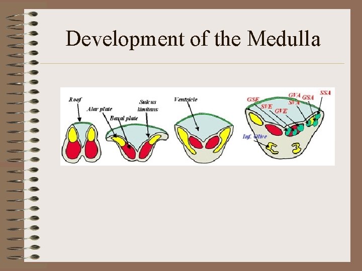 Development of the Medulla 