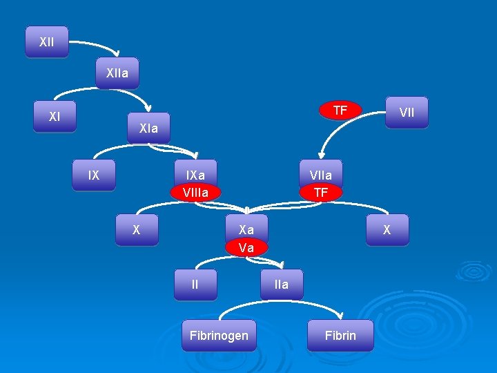 XII XIIa TF XI VII XIa IX IXa VIIIa X VIIa TF X Xa