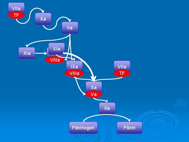 VIIa TF Xa IIa XIa IXa VIIIa VIIa TF Xa Va IIa Fibrinogen Fibrin