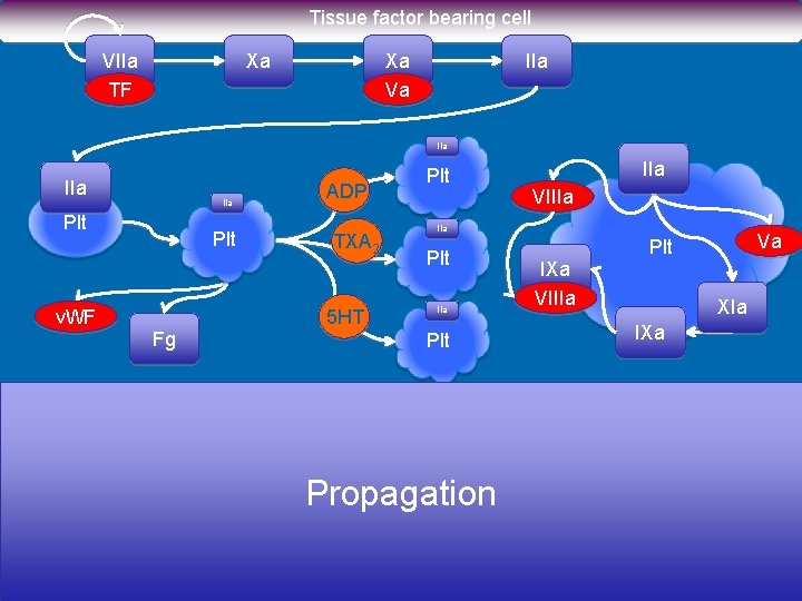Tissue factor bearing cell VIIa TF Xa Xa Va IIa IIa Plt v. WF