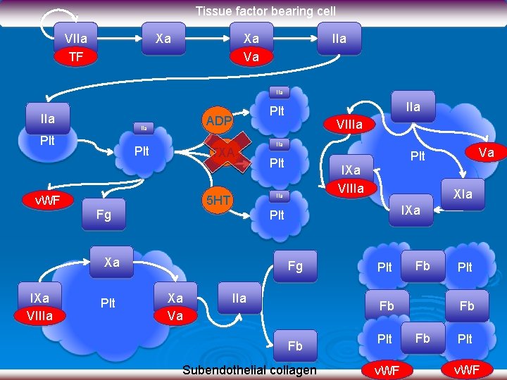Tissue factor bearing cell VIIa TF Xa Xa Va IIa IIa Plt v. WF