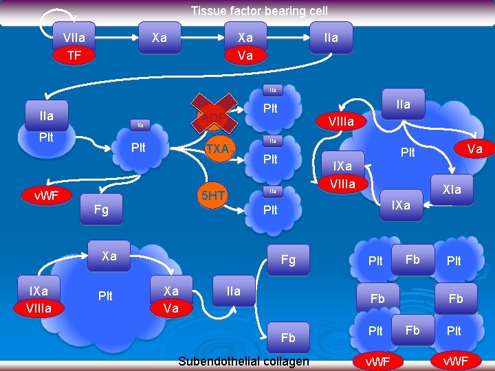 Tissue factor bearing cell VIIa TF Xa Xa Va IIa IIa Plt v. WF