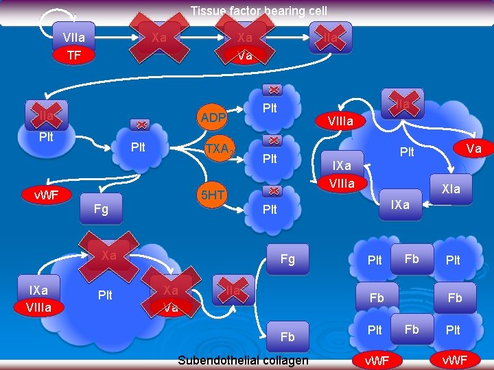 Tissue factor bearing cell VIIa TF Xa Xa Va IIa IIa Plt v. WF