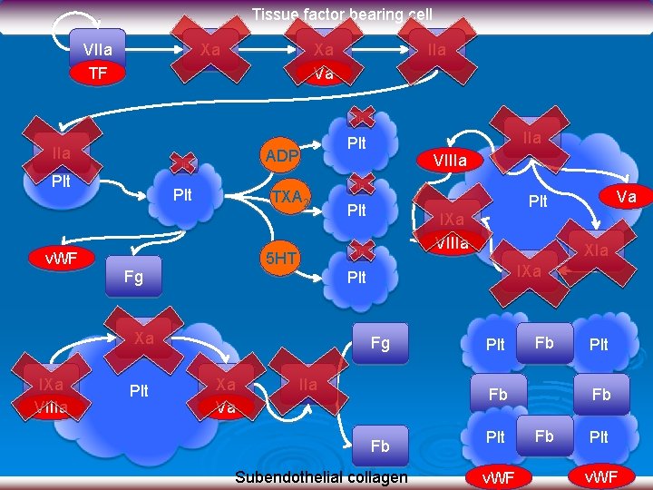 Tissue factor bearing cell VIIa TF Xa Xa Va IIa IIa Plt v. WF