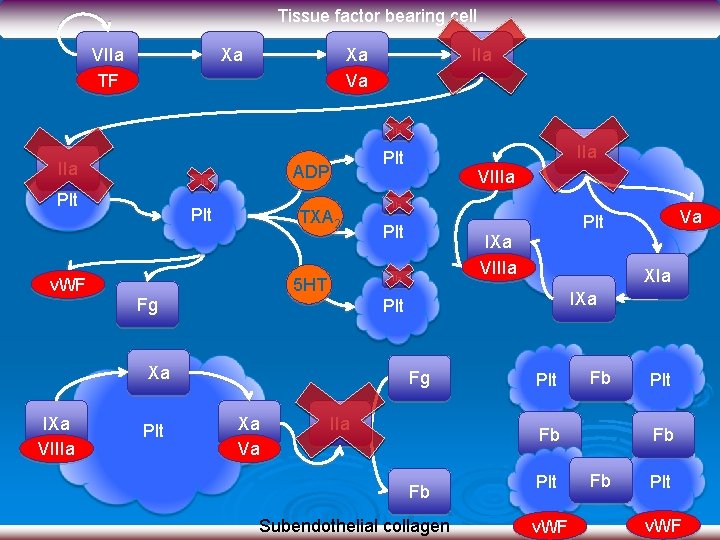 Tissue factor bearing cell VIIa TF Xa Xa Va IIa IIa Plt v. WF