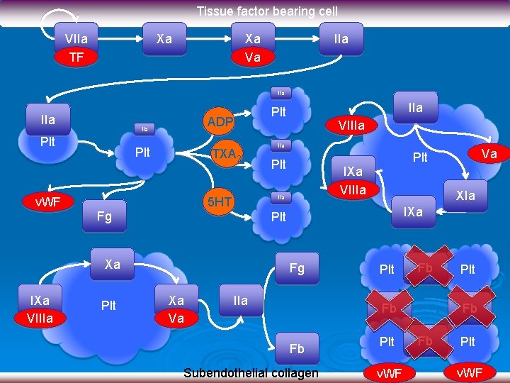 Tissue factor bearing cell VIIa TF Xa Xa Va IIa IIa Plt v. WF