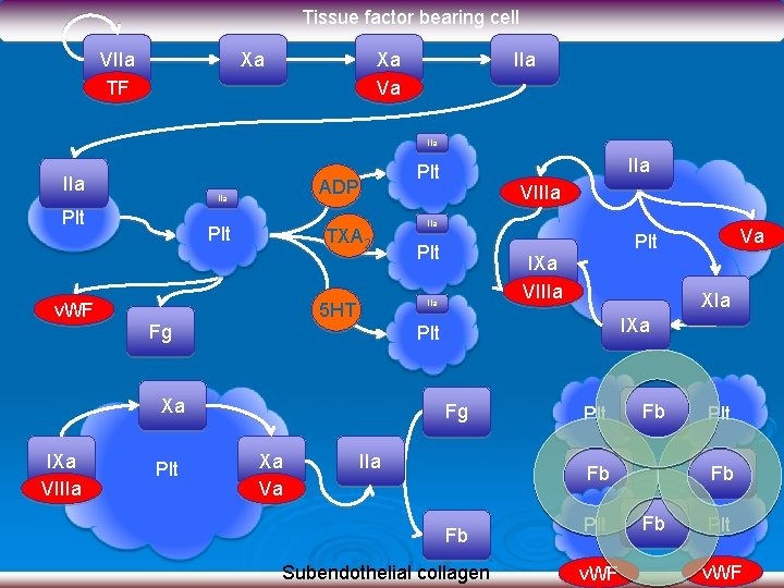 Tissue factor bearing cell VIIa TF Xa Xa Va IIa IIa Plt v. WF