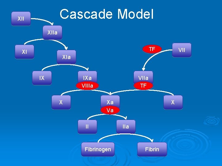 Cascade Model XIIa TF XI VII XIa IX IXa VIIIa X VIIa TF X