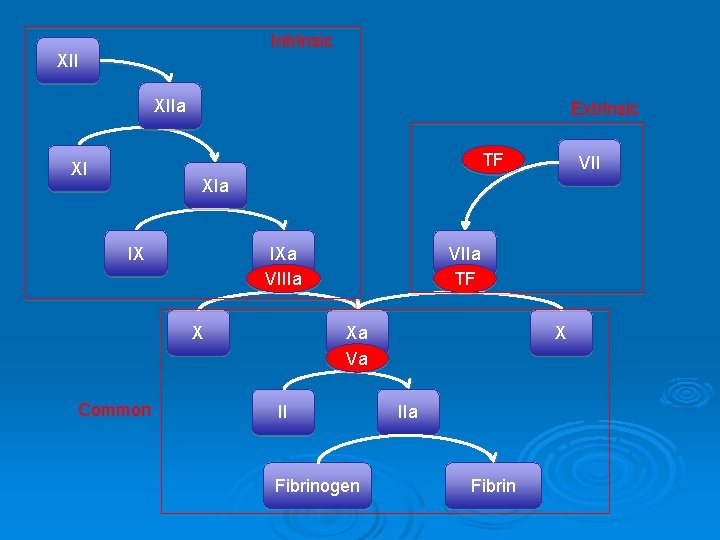 Intrinsic XIIa Extrinsic TF XI VII XIa IX IXa VIIIa X Common VIIa TF