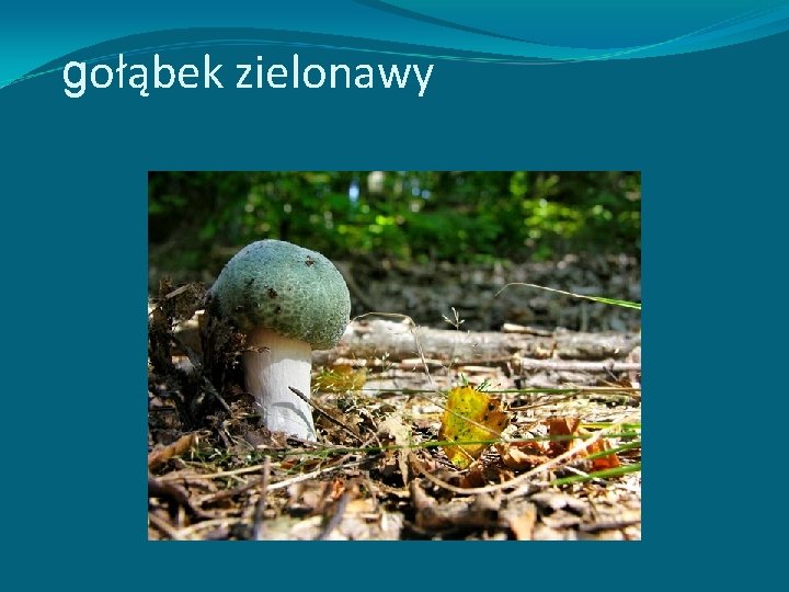 gołąbek zielonawy 