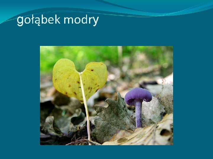 gołąbek modry 