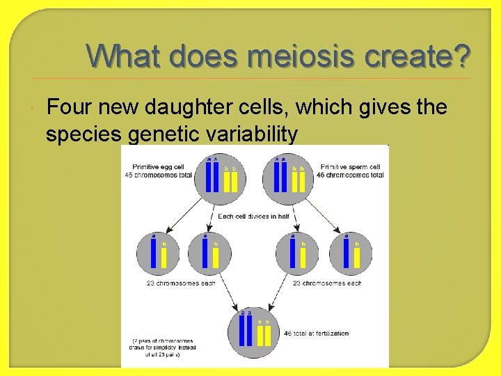 What does meiosis create? Four new daughter cells, which gives the species genetic variability
