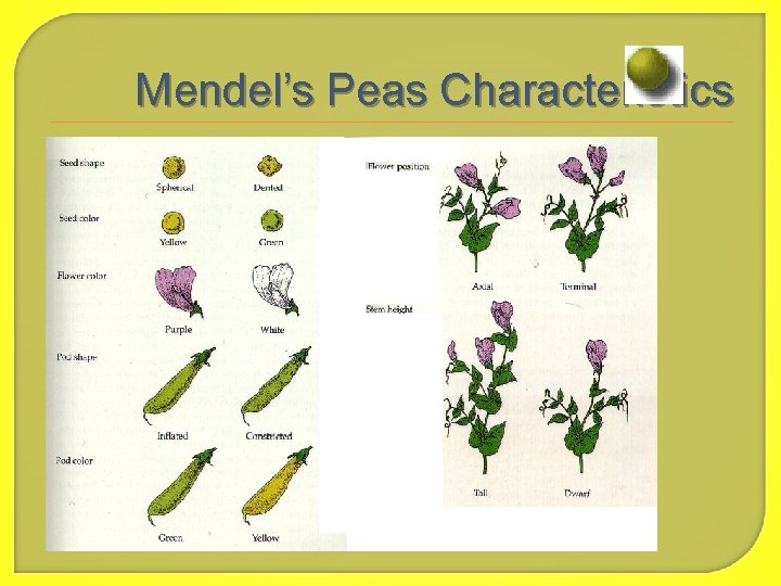 Mendel’s Peas Characteristics 