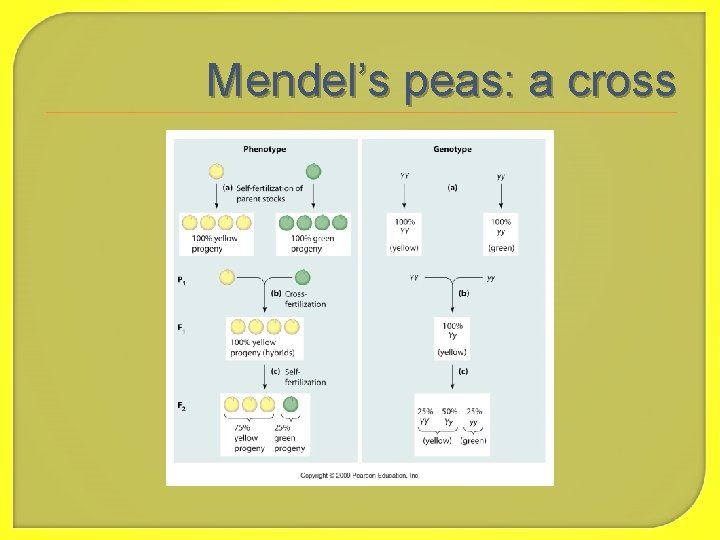 Mendel’s peas: a cross 