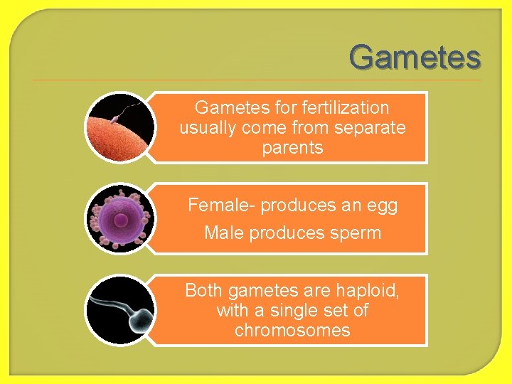 Gametes for fertilization usually come from separate parents Female- produces an egg Male produces