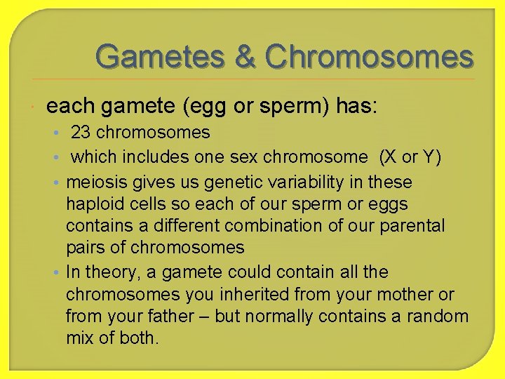 Gametes & Chromosomes each gamete (egg or sperm) has: • 23 chromosomes • which