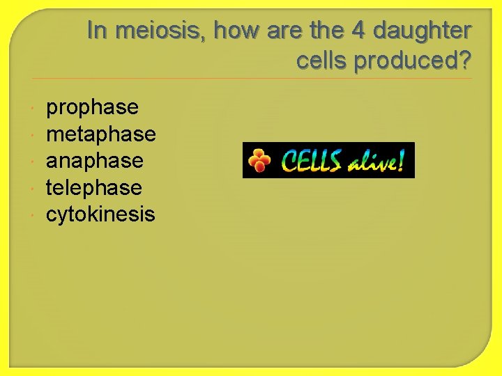 In meiosis, how are the 4 daughter cells produced? prophase metaphase anaphase telephase cytokinesis