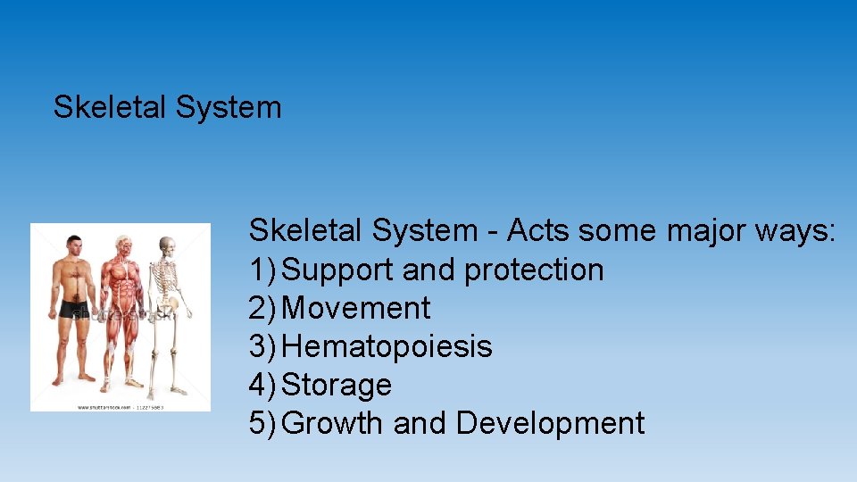 Skeletal System - Acts some major ways: 1) Support and protection 2) Movement 3)