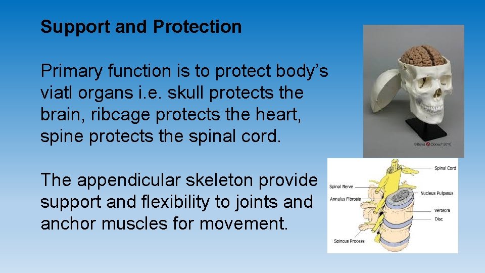 Support and Protection Primary function is to protect body’s viatl organs i. e. skull