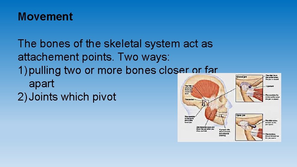 Movement The bones of the skeletal system act as attachement points. Two ways: 1)